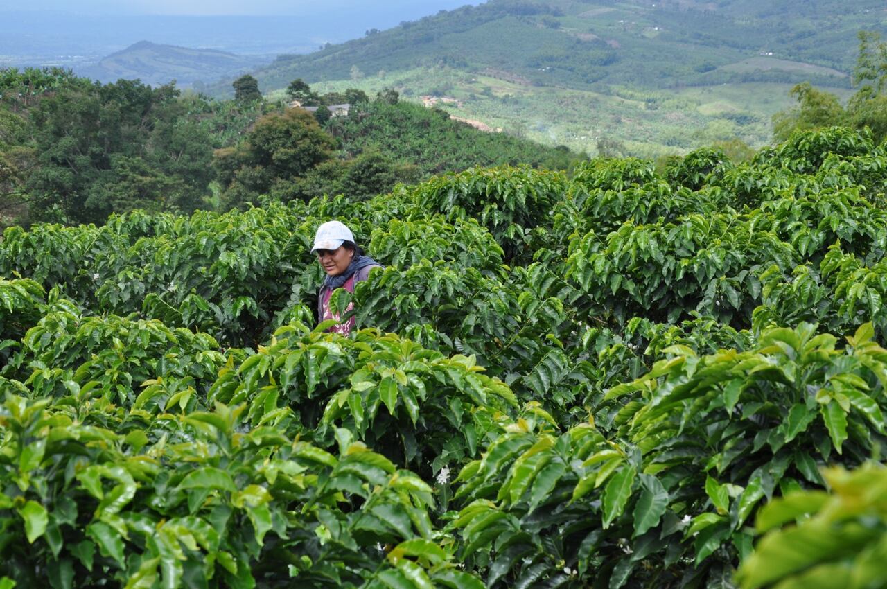 Varias variables se conjugaron para que el café colombiano lograra tan buenos precios en el 2024 y en lo que va corrido del 2025: el precio del dólar y la situación climática de Brasil y Vietnam. Foto Cortesía para El País.