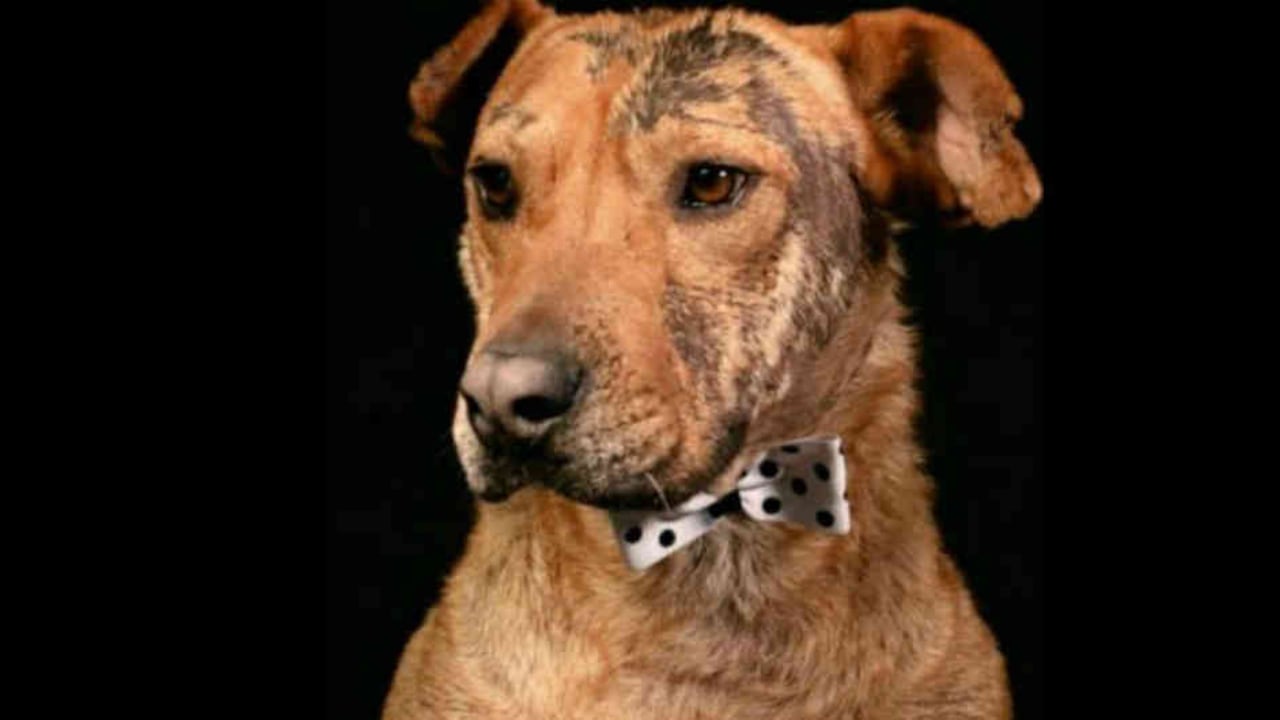 Serafín consiguió familia gracias a una campaña en redes sociales que promovió su adopción.