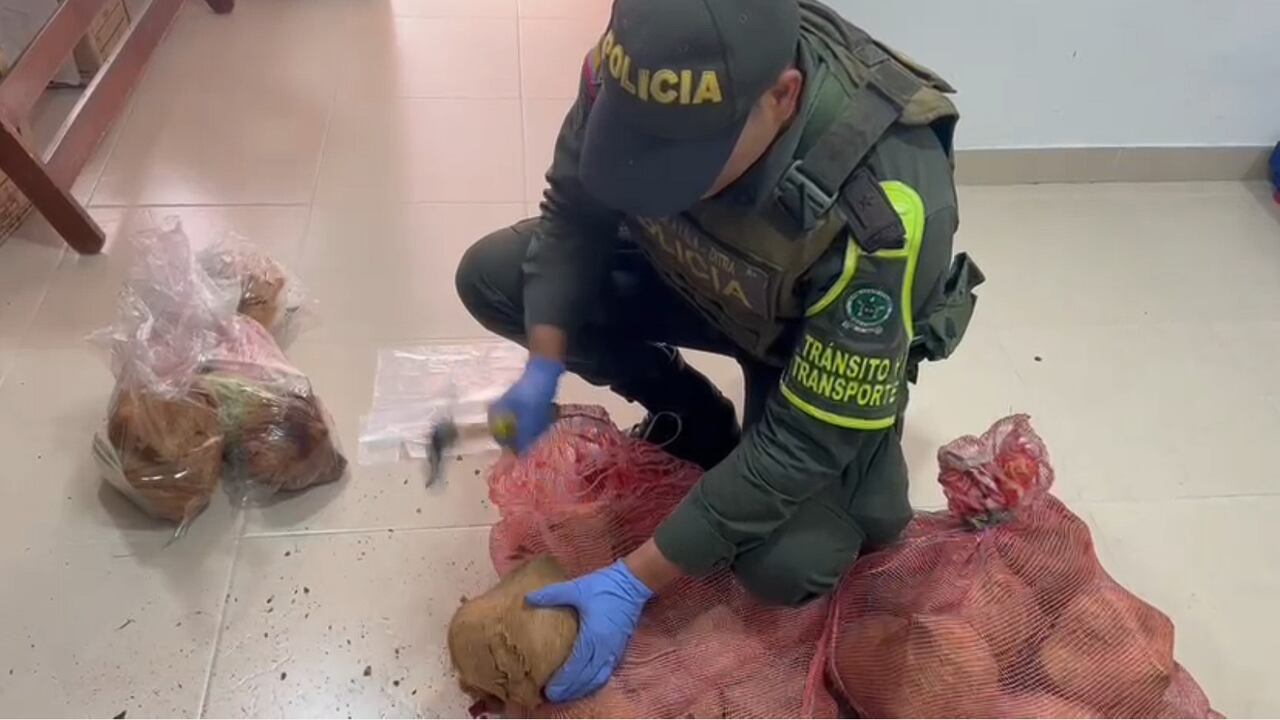 Dosis de cocaína eran transportadas en cocos.