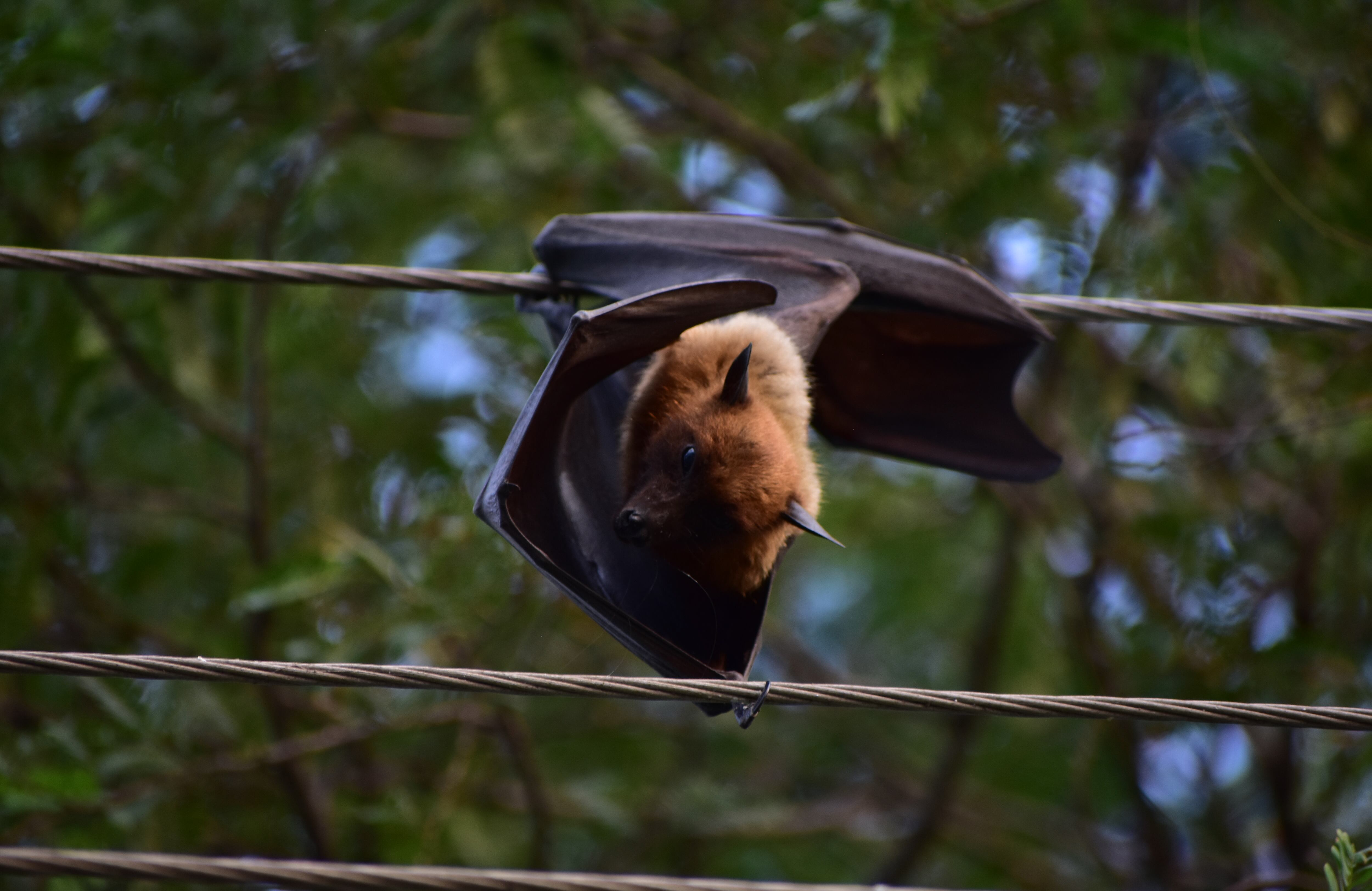 El virus de Marburgo se transmite a seres humanos desde murciélagos de árboles frutales