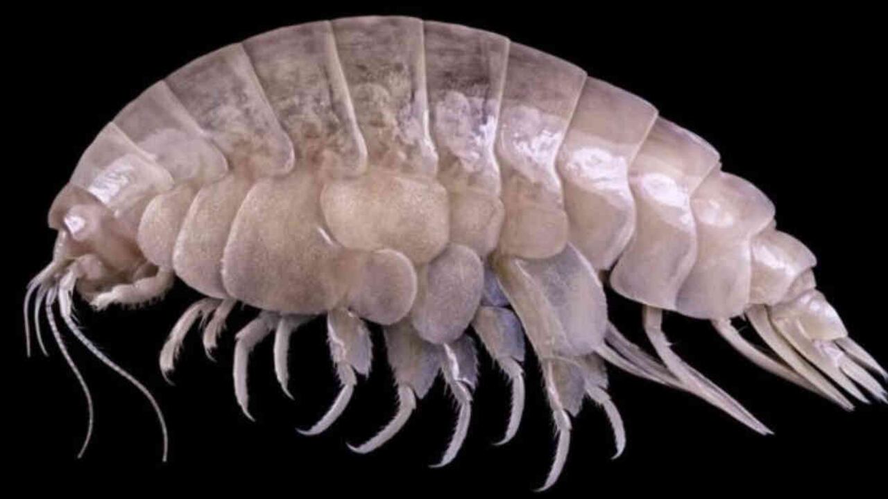 El Eurythenes plasticus es una "muestra las consecuencias de nuestro manejo inadecuado de los residuos plásticos", según la WWF. Foto: WWF vía BBC.