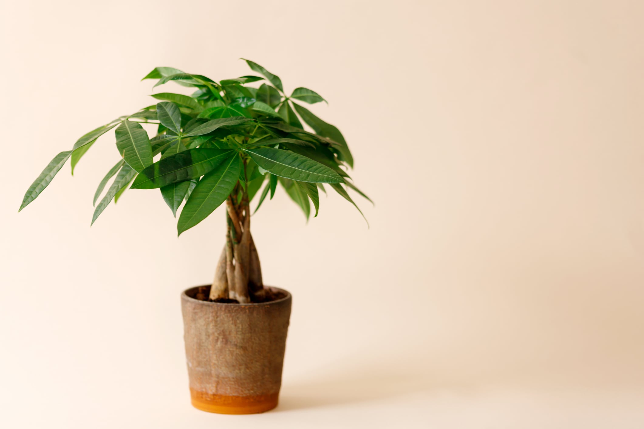 A "Money Tree" plant (Pachira Aquatica). Green pachira aquatica leaves on beige background.