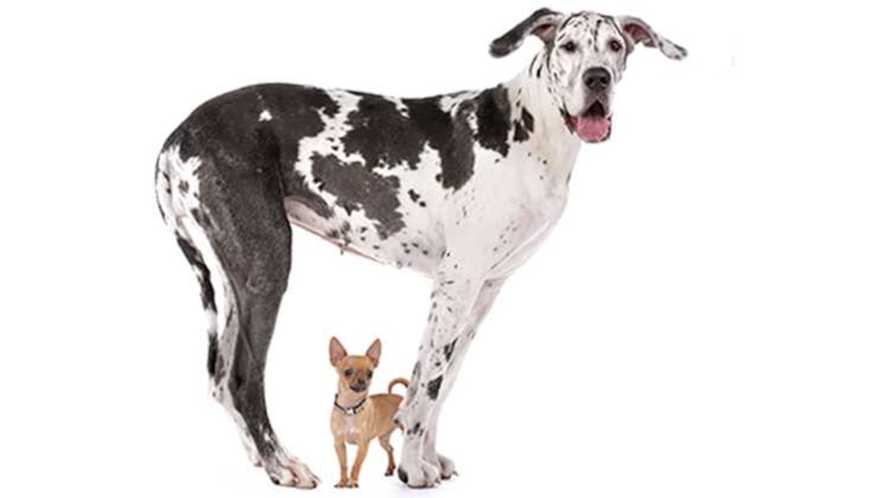 Según el reconocido investigador Raymond Coppinger, el tamaño es un factor determinante en la conducta de una mascota. ¿Cuáles son sus argumentos?