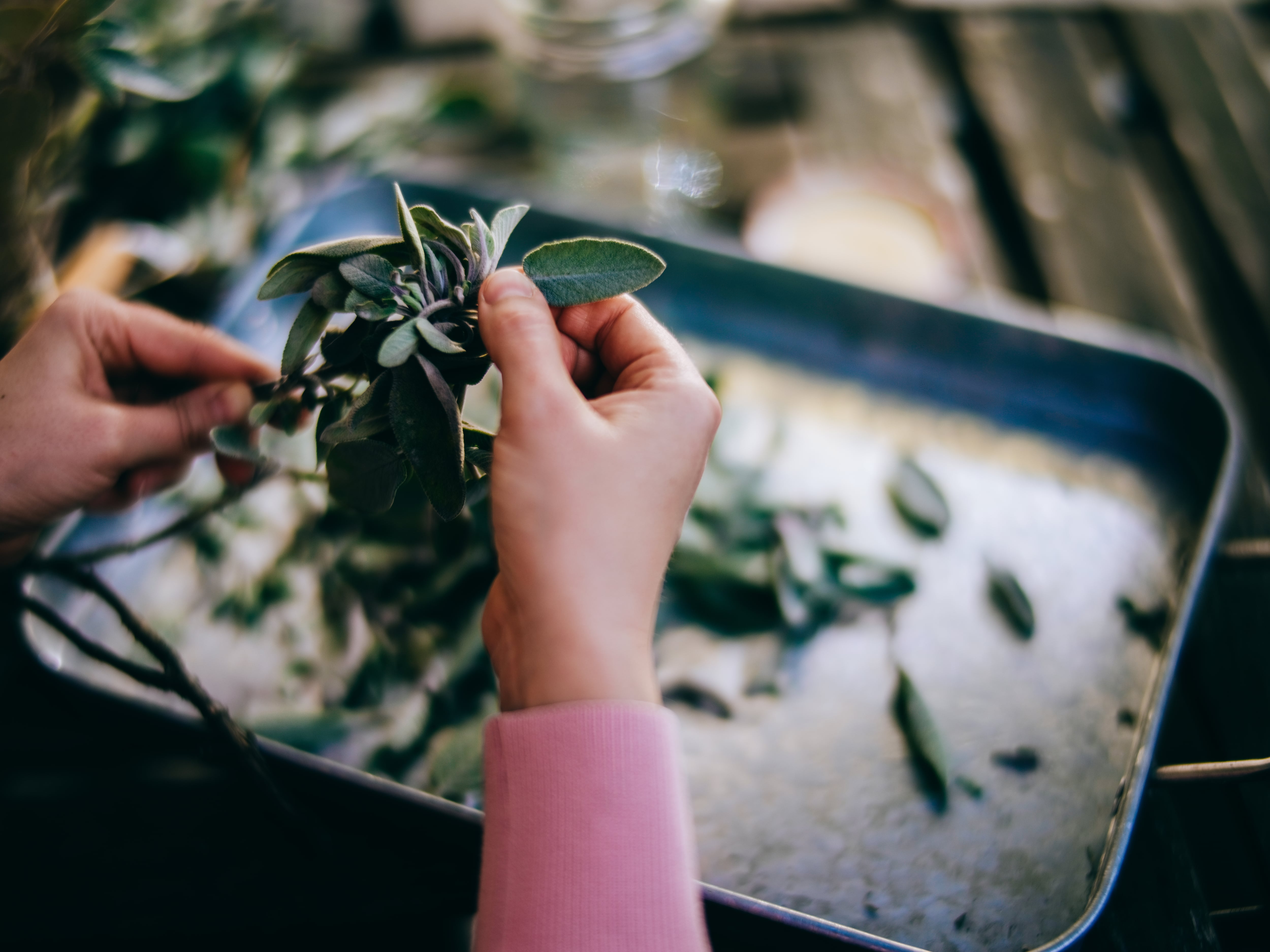 La salvia se puede preparar de mucha maneras, pero la más común es la infusión.