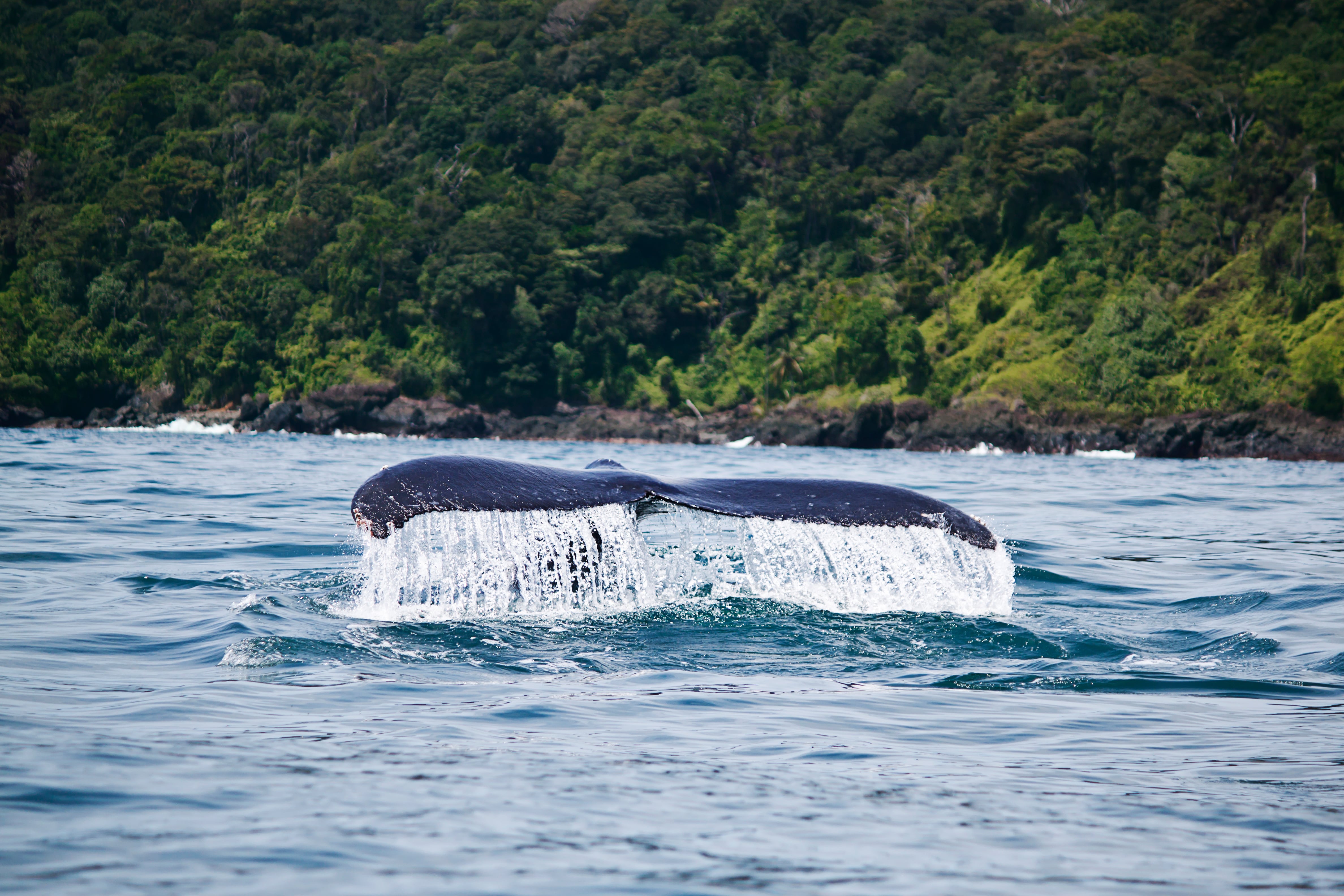Más de tres mil ballenas llegan a las costas del Pacífico colombiano cada año.
