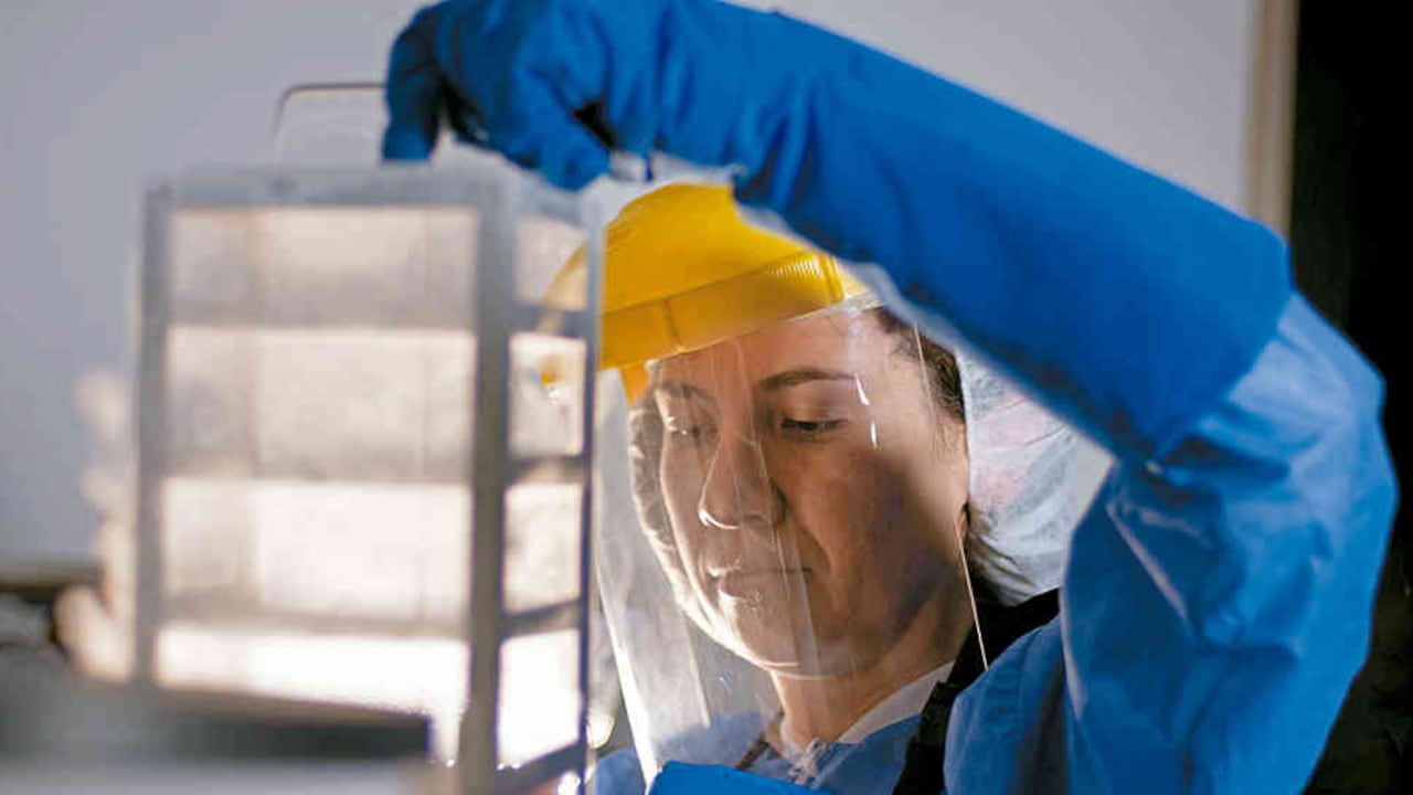 De 60 a 70 por ciento disminuyeron los costos asociados a los trasplantes de células madre del mismo tipo, gracias al Banco Público de Sangre del Cordón Umbilical.