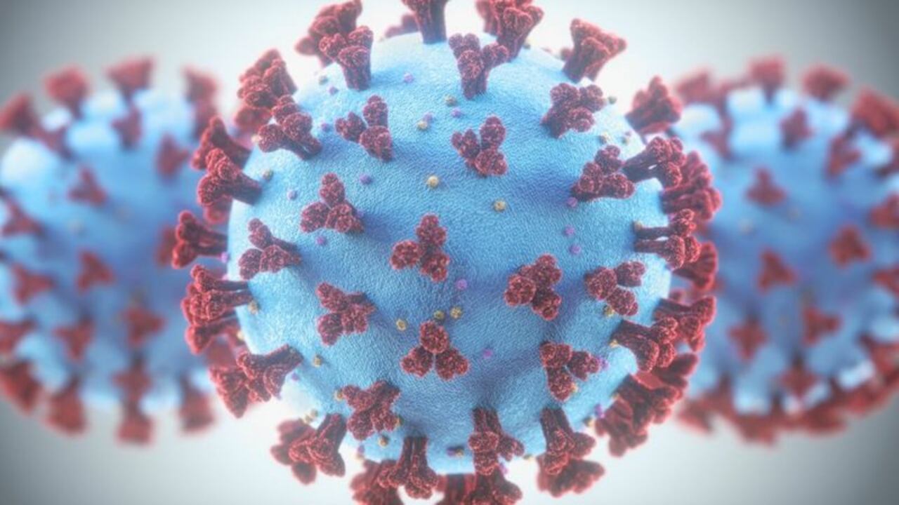 Una de las tácticas del SARS-CoV-2 para vencer al sistema inmunológico es replicarse velozmente, pero allí también está su talón de Aquiles