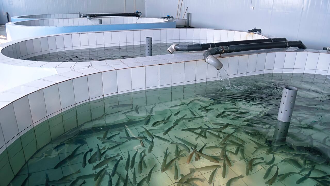 Piscicultura (iStock / Getty Images Plus)