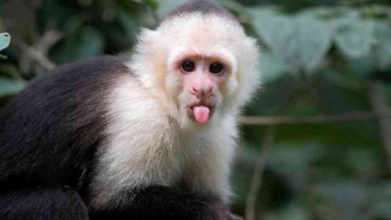 La ciencia ha demostrado que muchas de las emociones que pensamos que son exclusivamente humanas, no solo son.