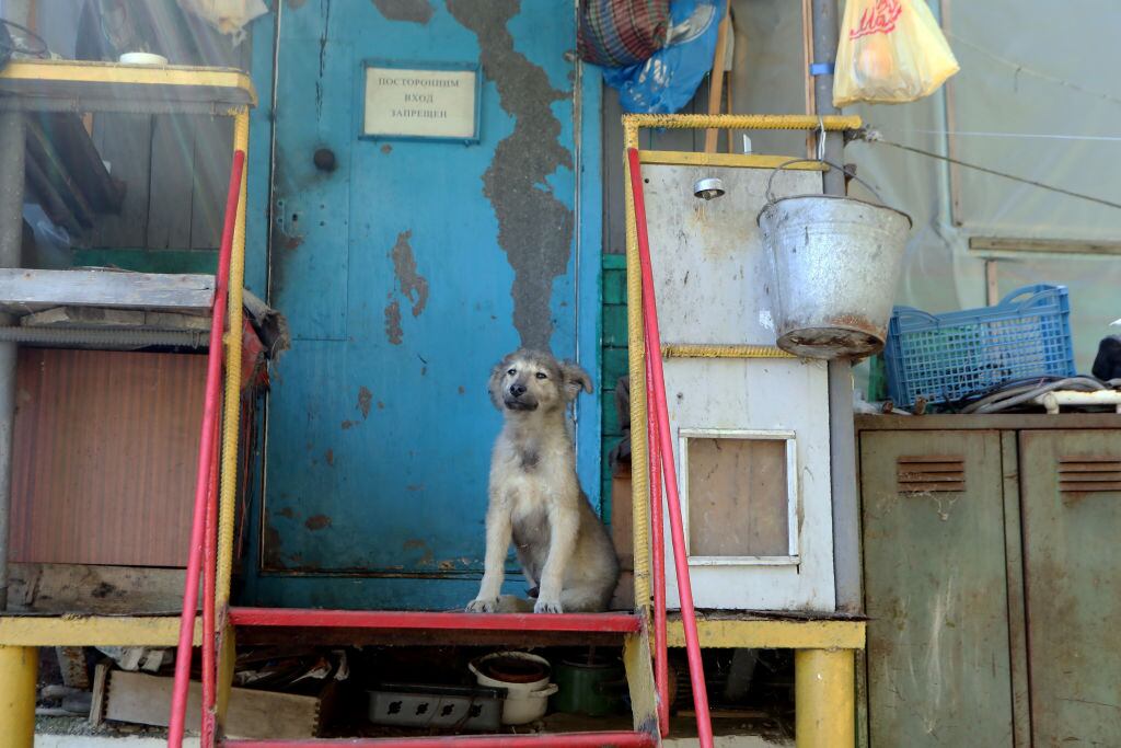 Perrito en Chernobil