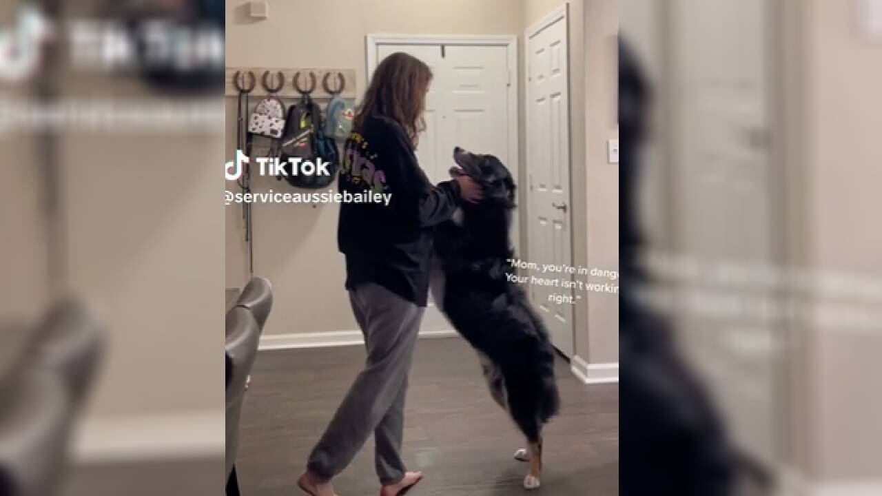 El perro es considerado por la joven como su "héroe" y la acompaña en sus actividades diarias.