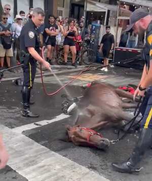 Caballo colapsó en Manhattan