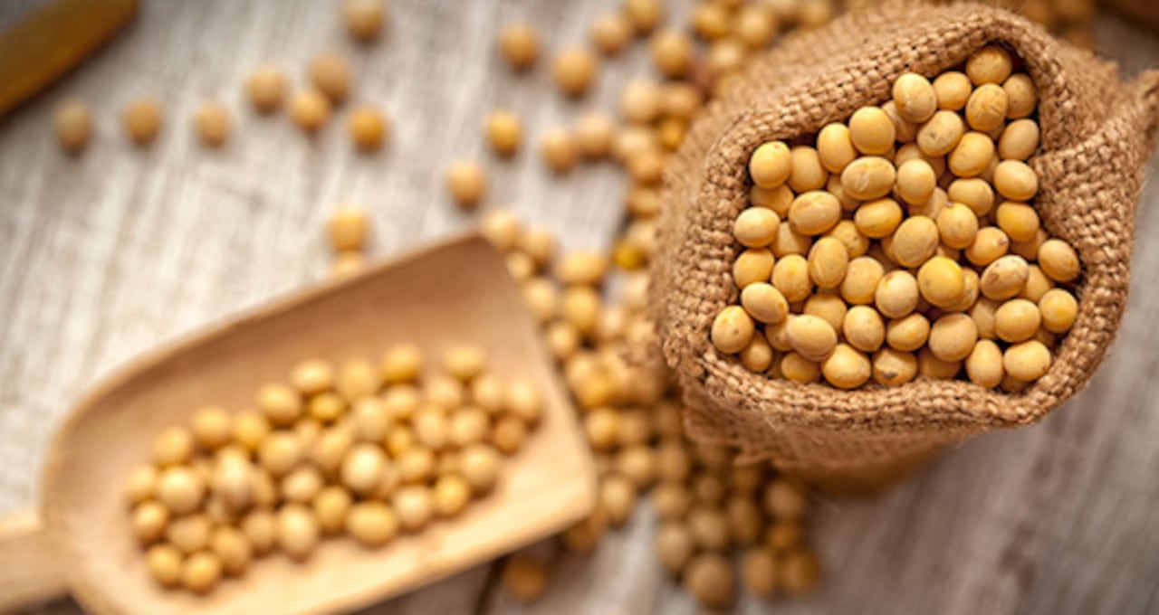 A nivel nutricional, de acuerdo con la Biblioteca Nacional de Medicina de Estados Unidos, la soya contiene entre 35 y 40 por ciento de proteína.