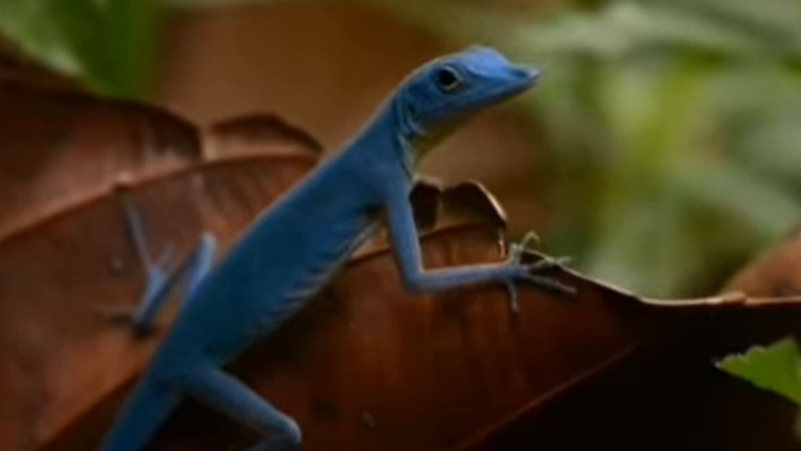 La isla de Colombia que alberga una curiosa lagartija, única en su especie de color azul
