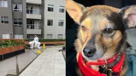 Tonny fue lanzado desde el último piso de un edificio de apartamentos en Bogotá.