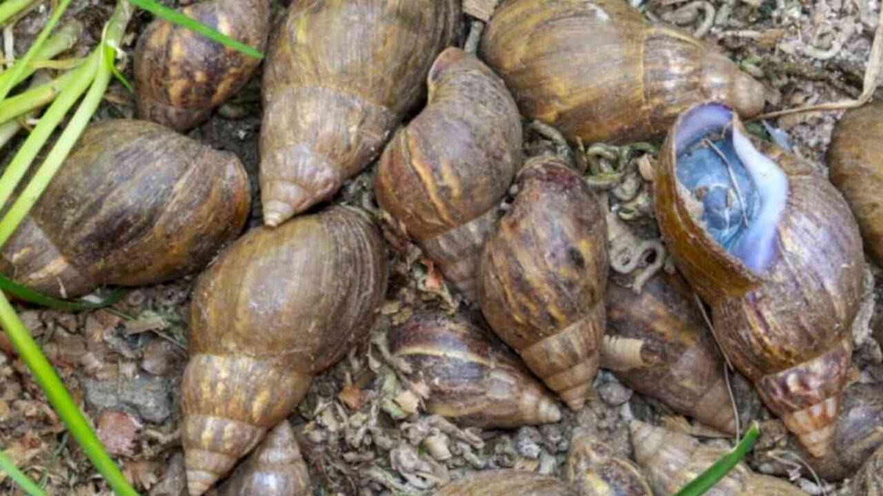 Departamentos como Magdalena, Bolívar y Antioquia denuncian la proliferación de estos moluscos. Foto: Área Metropolitana.
