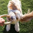 First person view of a Cavapoo dog playing with a a rubber ring toy
