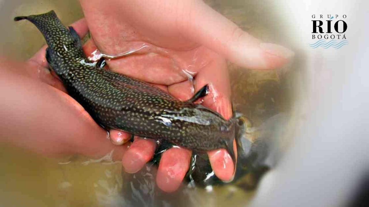 Desde hace 40 años, el pez capitán no ha sido visto en la cuenca alta del río Bogotá. Foto: Universidad Manuela Beltrán.