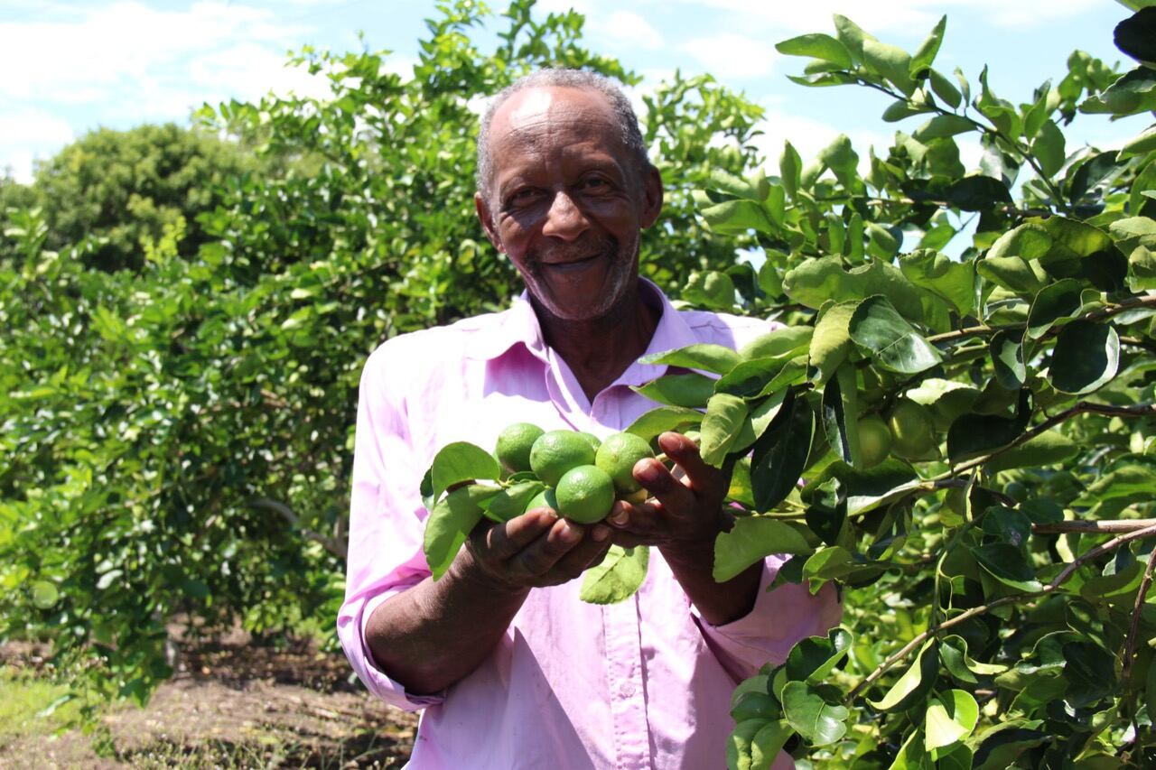 Campesinos productores de lima ácida en Nariño Foto: Prensa Fondo Europeo para la Paz