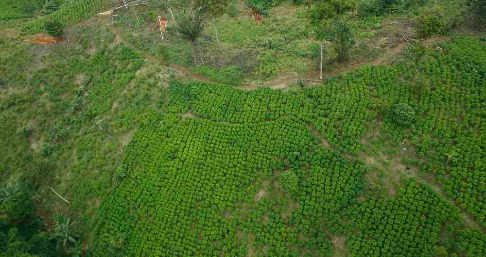 El cemento es reconocido hoy como la principal sustancia empleada para la producción de pasta base de coca.
