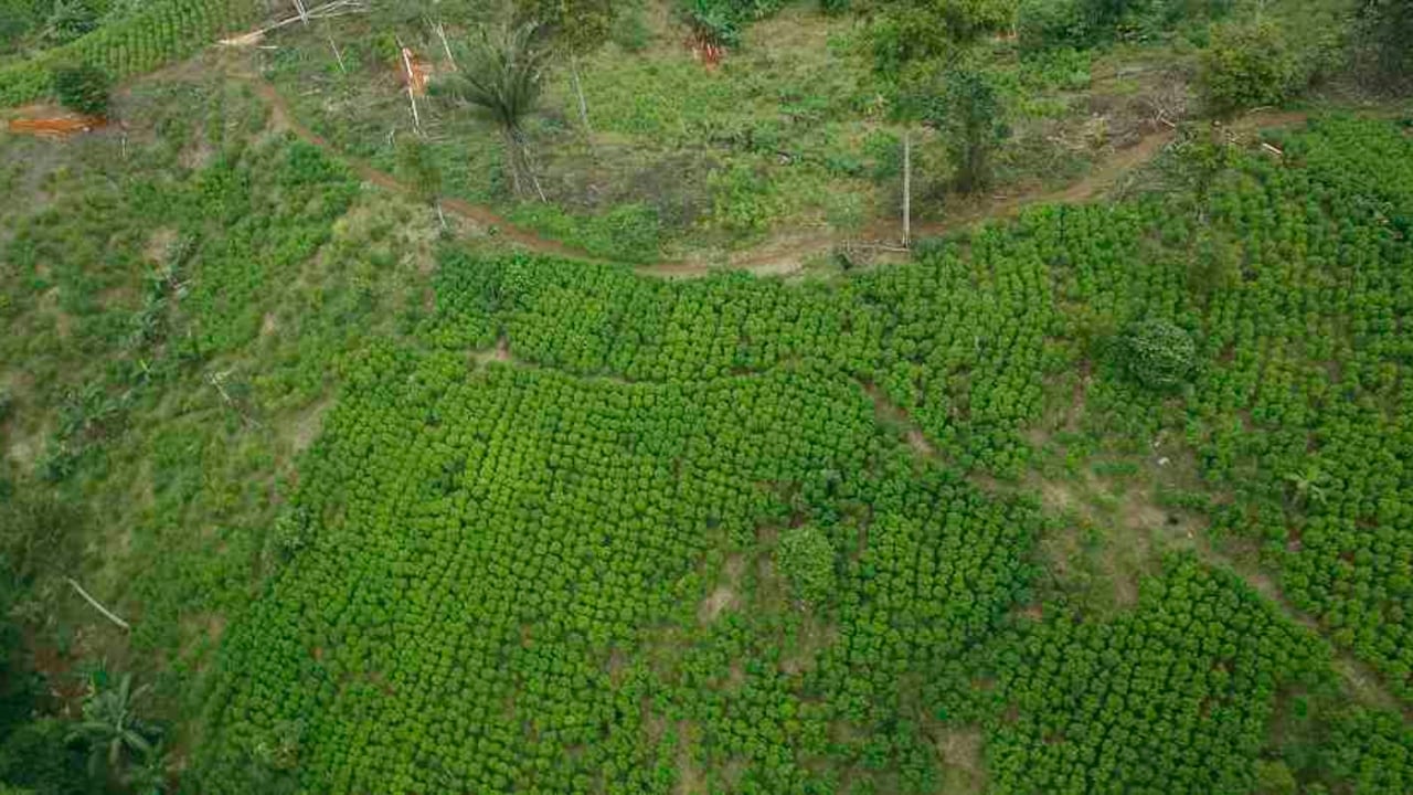 De acuerdo con el informe, por la venta de la hoja de coca, la pasta básica y la base de cocaína producida en finca (Upac), los cultivadores recibieron alrededor de $2,66 billones (US$810 millones) en 2019.