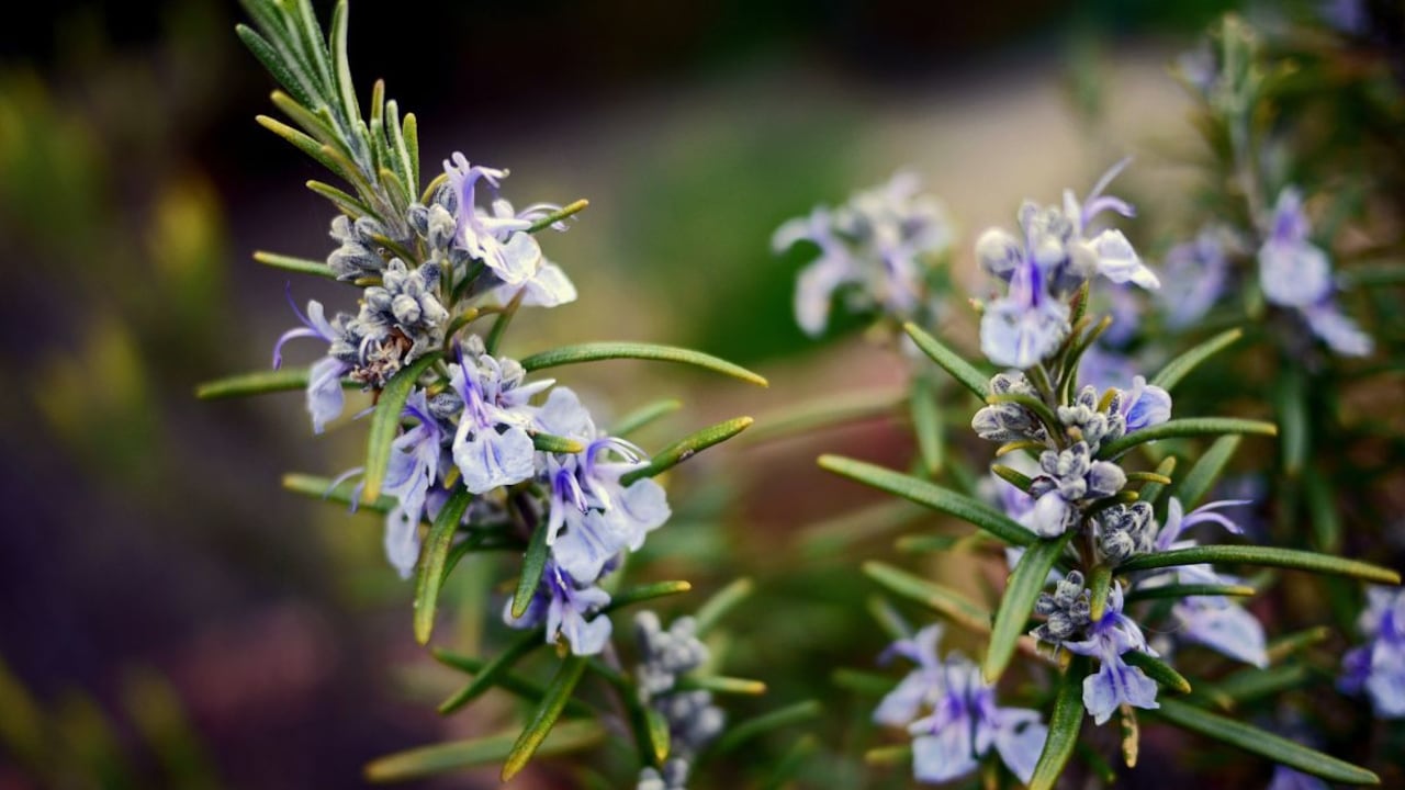 Lo que significa cuando florece un romero.