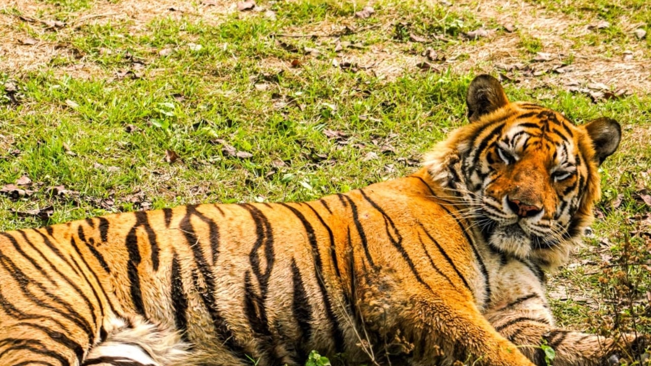 Un tigre de bengala está entre los vacunados (imagen de referencia)