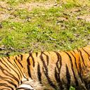 Un tigre de bengala está entre los vacunados (imagen de referencia)