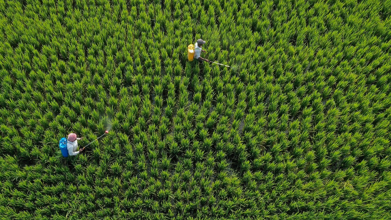 Durante las últimas semanas, organizaciones como la FAO y el Banco Mundial han hecho múltiples llamados para garantizar la seguridad alimentaria del país. Foto AP / Rajesh Kumar Singh.