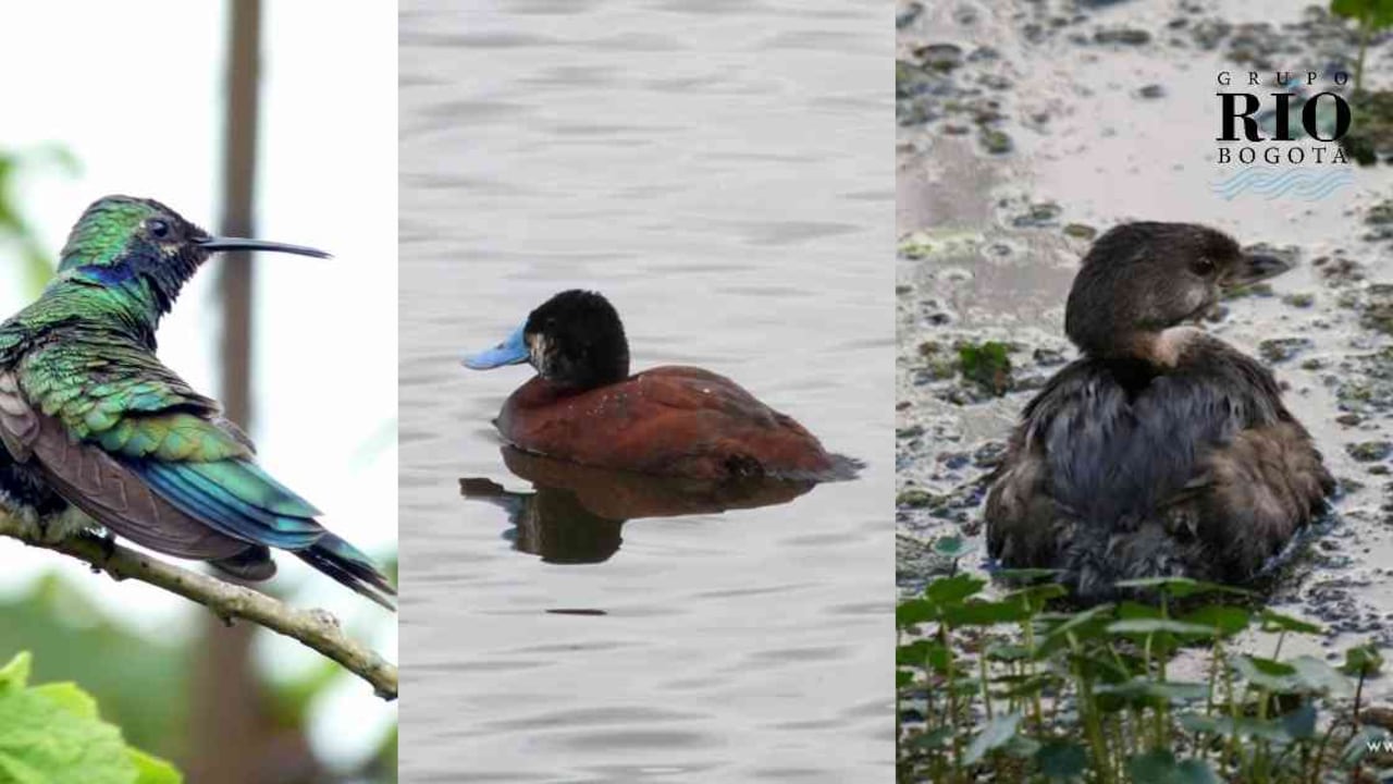 Los humedales de Bogotá son gobernados por más de 200 especies de aves. Fotos: Fundación Humedales Bogotá.