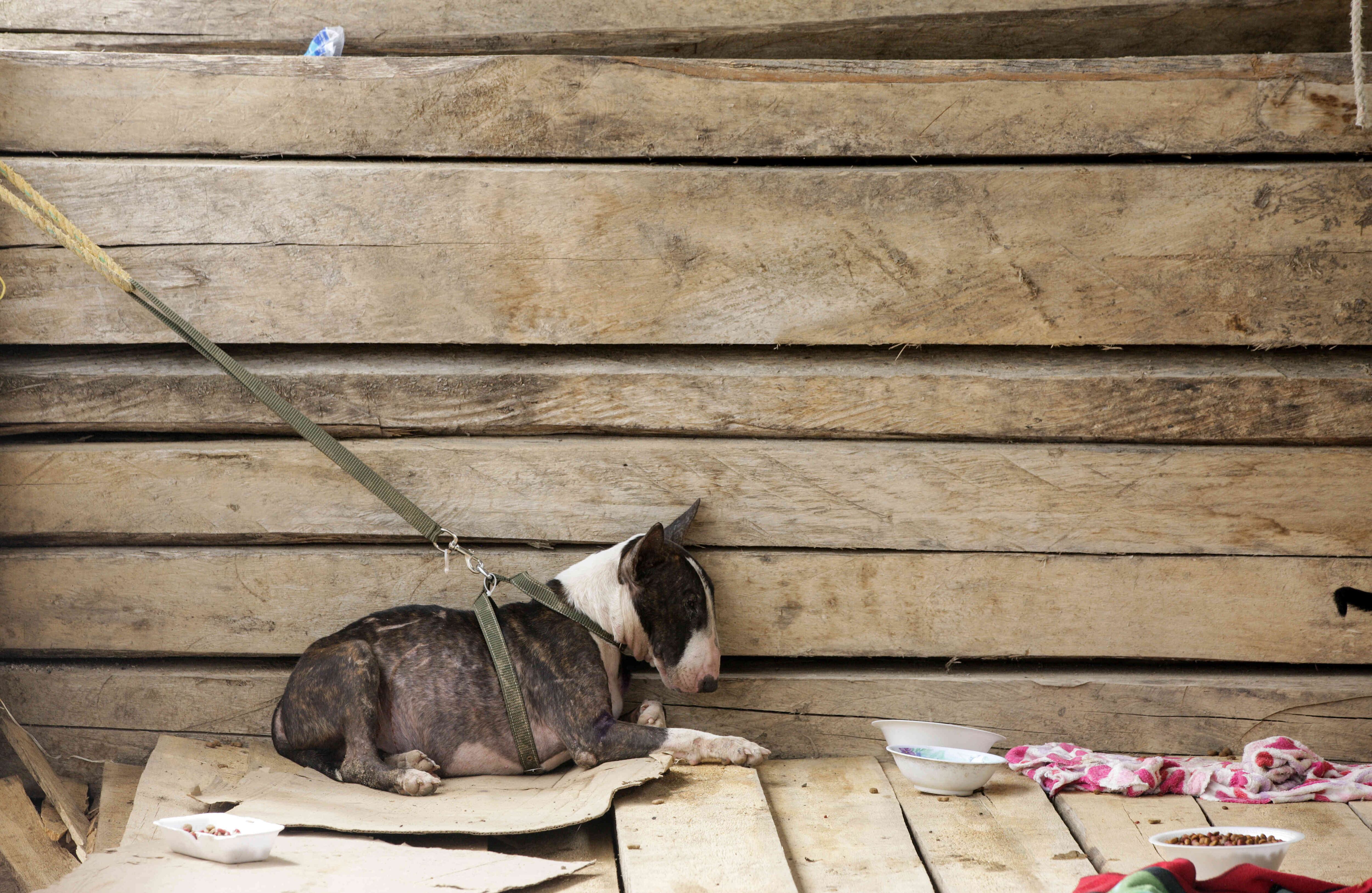 Mascotas,  rescatadas de la zona de tragedia, esperan ser reclamadas o adoptadas. el miércoles 5 de abril de 2017, en un refugio provisional en Mocoa, Putumayo, luego de que una avalancha de lodo y piedra —la noche del 31 de marzo— provocada por el desbordamiento de los ríos Mocoa, Mulato y Sangoyaco, matara a por lo menos 301 personas y dejara un número indeterminado de desaparecidos. Foto: Carlos Julio Martínez / Enviado Especial de SEMANA 