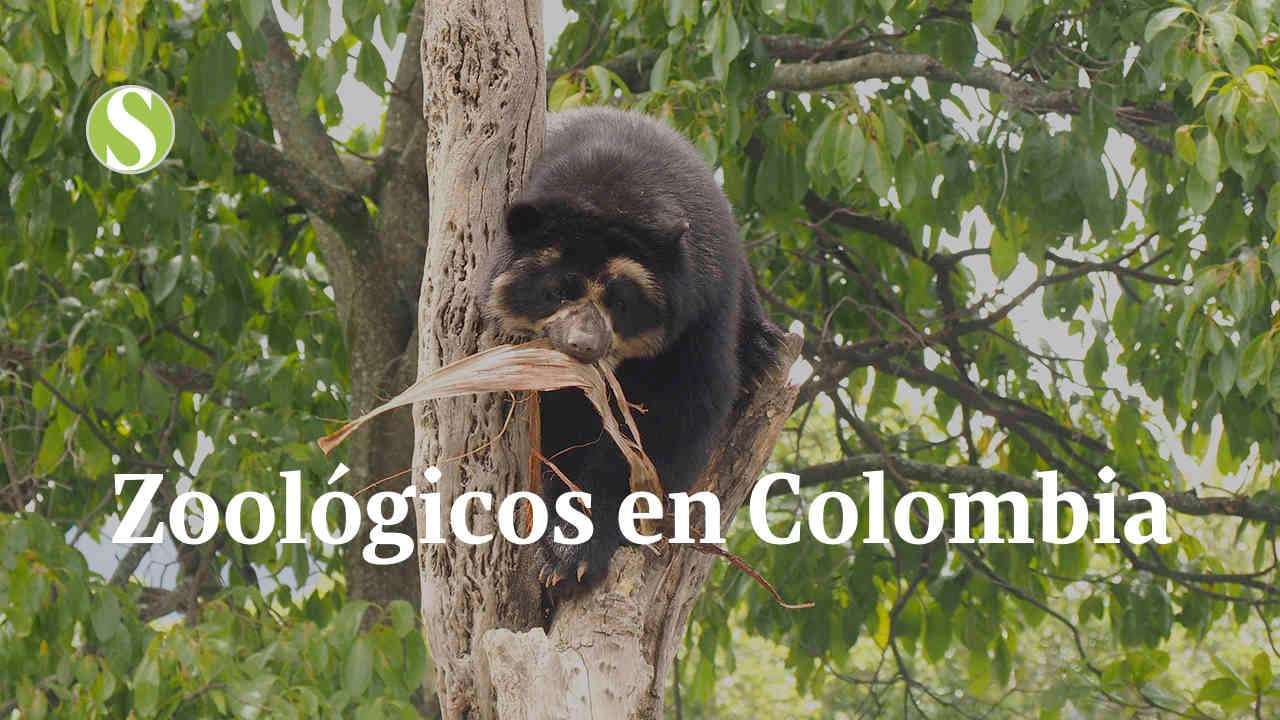 Cover programa zoologicos