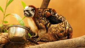 El propósito de desarrollar programas de conservación y reproducción en los zoológicos es recuperar las poblaciones de especies amenazadas del país para que puedan retornar a la vida silvestre.