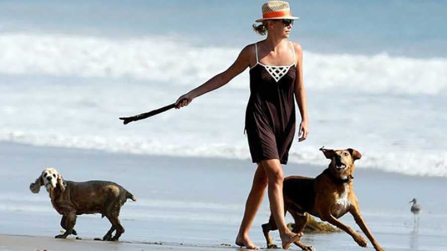 Denver y Deliah son los nombres de los dos Cocker Spaniel de Charlize Theron, y también de su empresa audiovisual.