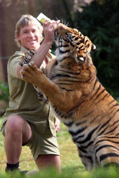 Steve Irwin, nació el 22 de febrero de 1962, Upper Ferntree Gully, Australia y murió el 4 de septiembre de 2006 cuando la raya a la que seguía, un animal habitualmente inofensivo, lo atacó con su cola, que funciona como un arpón y le atravesó el corazón. (Photo by Australia Zoo via Getty Images)