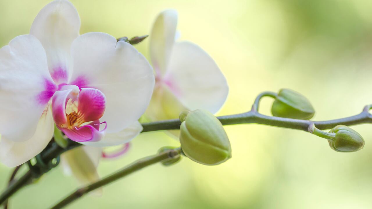 Las orquídeas requieren de cuidados especialespara mantenerse lindas y florecidas.