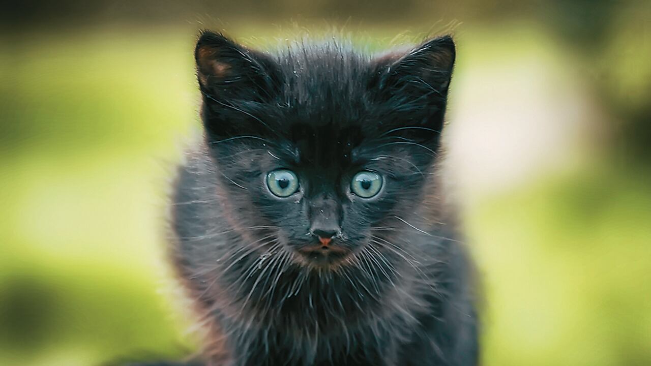 Esta selección recoge los principales mitos populares que existen alrededor de los felinos.