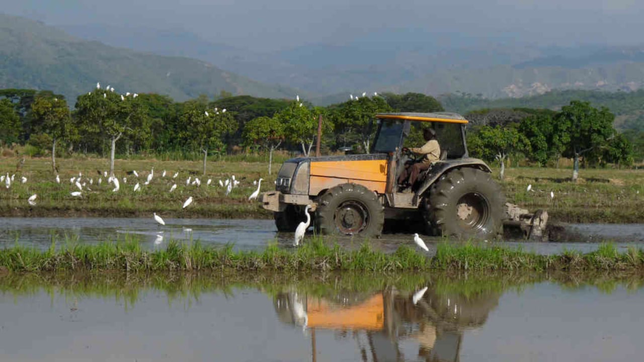 Cultivos de arroz orgánico en Jamundí, Valle del Cauca, funcionan como humedales para las aves. Foto: Asociación Calidris.