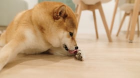 Los perros se lamen las patas por diversas razones.