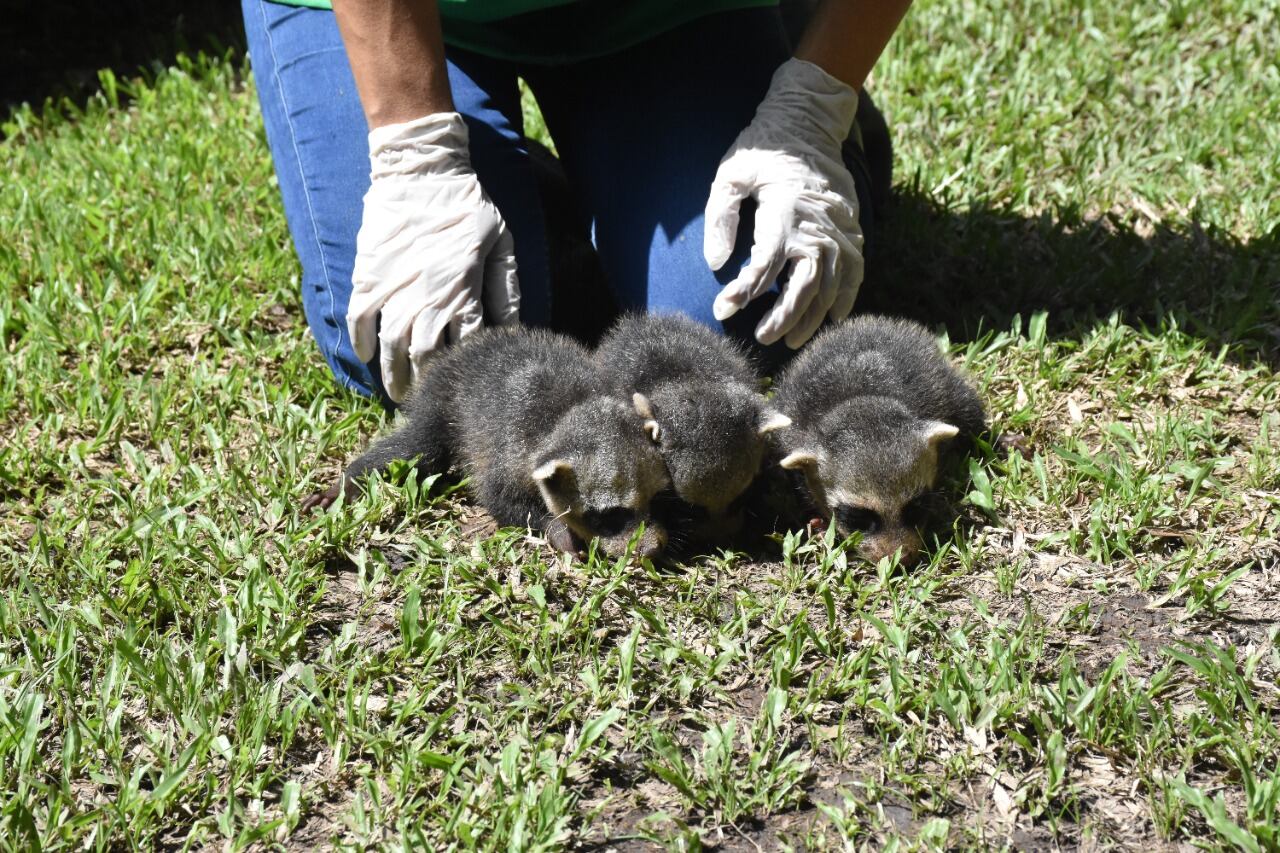 Los mapaches bajo el cuidado de la CAM.