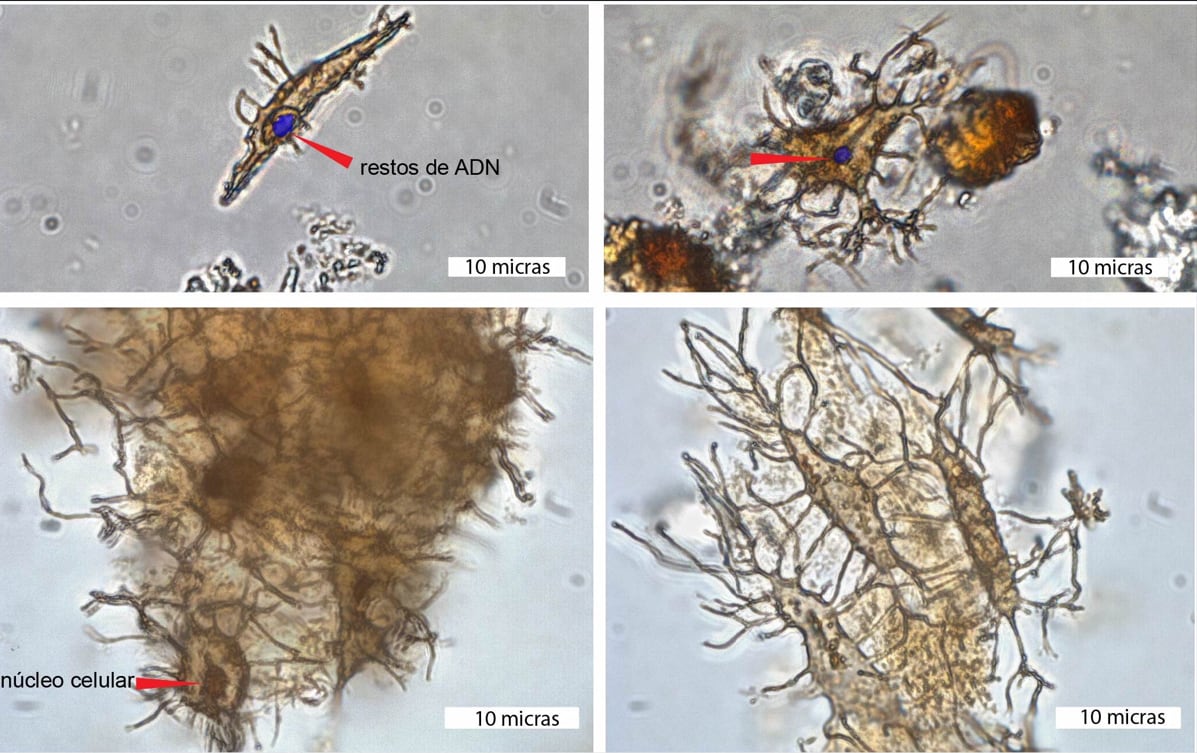 Lo fascinante de este caparazón es que se descubrió en los huesos fósiles la preservación de células, indicando la posible presencia de restos de ADN. La preservación de células solo había sido reportada en dos especies de dinosaurios en todo el registro fósil de vertebrados del planeta.