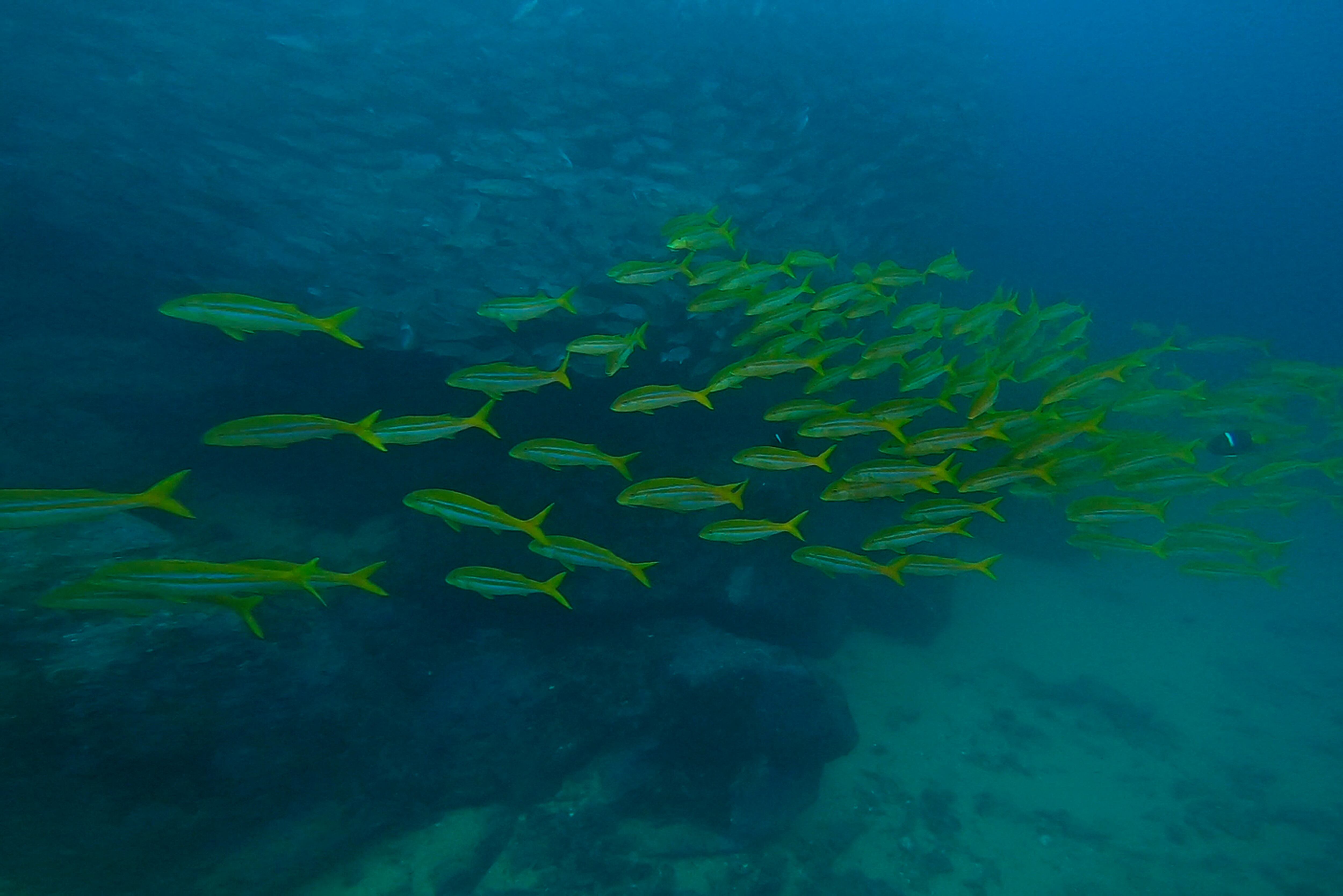 La isla de Malpelo está ubicada en el Océano Pacífico oriental tropical, aproximadamente a 500 kilómetros al oeste del puerto de Buenaventura. En la división político administrativa, pertenece al municipio Buenaventura, Valle del Cauca. El Santuario de Fauna y Flora Malpelo está bajo la administración del Sistema de Parques Nacionales Naturales de Colombia desde 1995, cuenta con sede administrativa en la ciudad de Santiago de Cali y sede operativa en el Distrito de Buenaventura y es Patrimonio Natural de la Humanidad por la UNESCO. Foto Jorge Orozco / El País.