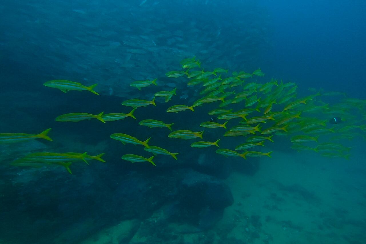 La isla de Malpelo está ubicada en el Océano Pacífico oriental tropical, aproximadamente a 500 kilómetros al oeste del puerto de Buenaventura. En la división político administrativa, pertenece al municipio Buenaventura, Valle del Cauca. El Santuario de Fauna y Flora Malpelo está bajo la administración del Sistema de Parques Nacionales Naturales de Colombia desde 1995, cuenta con sede administrativa en la ciudad de Santiago de Cali y sede operativa en el Distrito de Buenaventura y es Patrimonio Natural de la Humanidad por la UNESCO. Foto Jorge Orozco / El País.