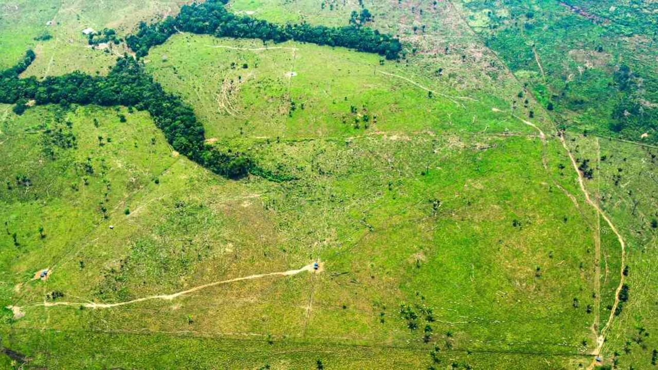 La deforestación es catalogada como la principal problemática ambiental de Colombia. Foto: Rodrigo Botero.