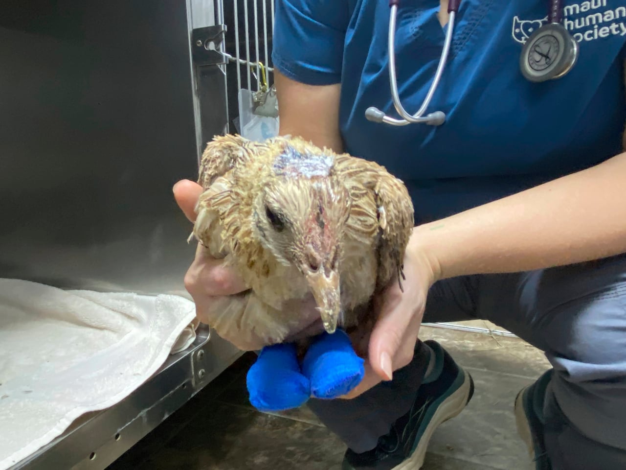 Las mascotas también huyeron de los incendios en Maui; algunas sufrieron heridas