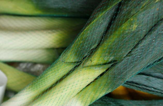 CEBOLLA: Estas verduras, en especial las rojas, podrían ayudar a los estudiantes a tener mejores calificaciones porque sus componentes realzan la capacidad de concentrarse y estimulan  la memoria. Se ha demostrado que el consumo regular de cebolla previene el Alzheimer.