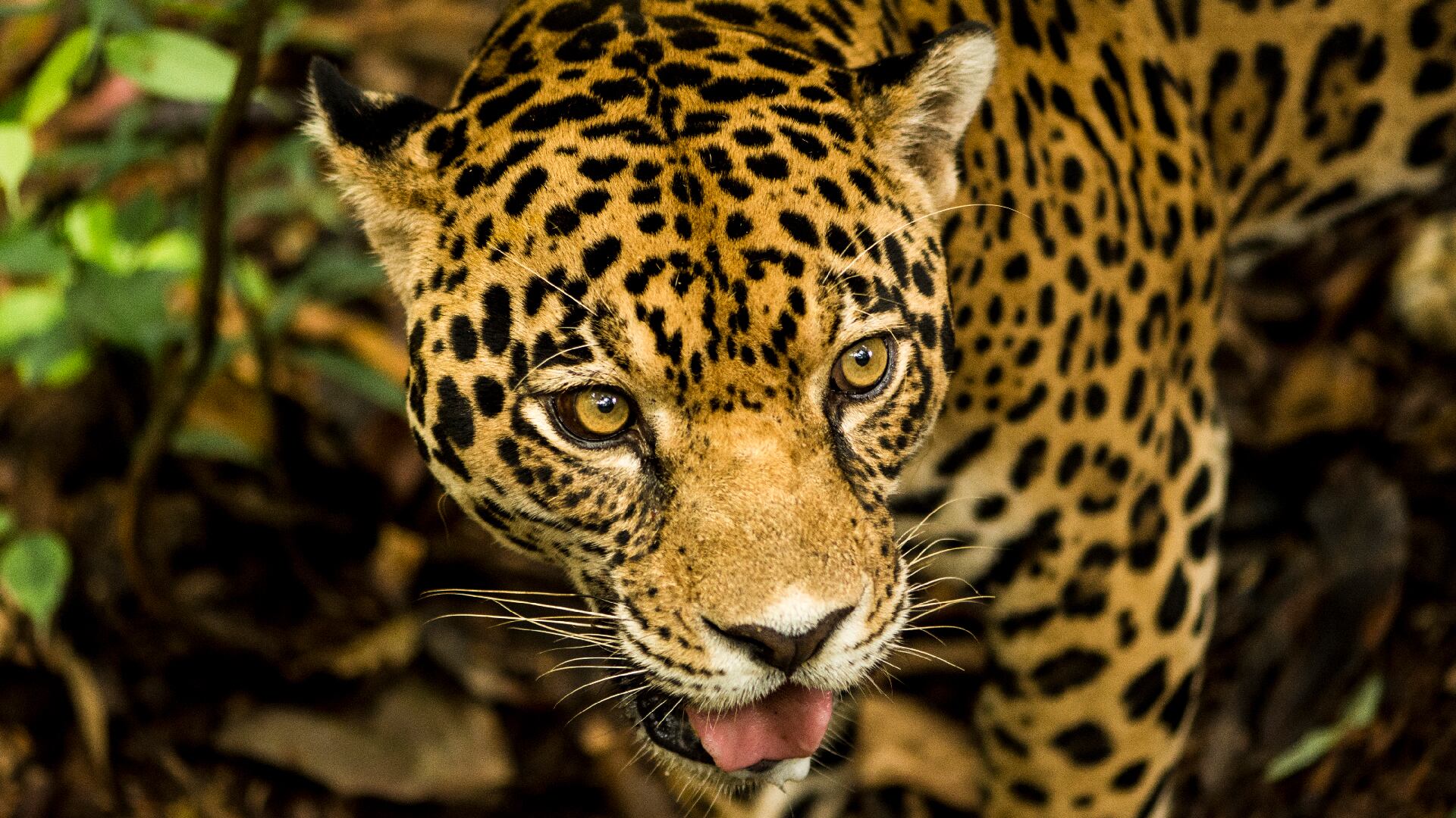 Colombia concentra el 14 por ciento de la biodiversidad del planeta.