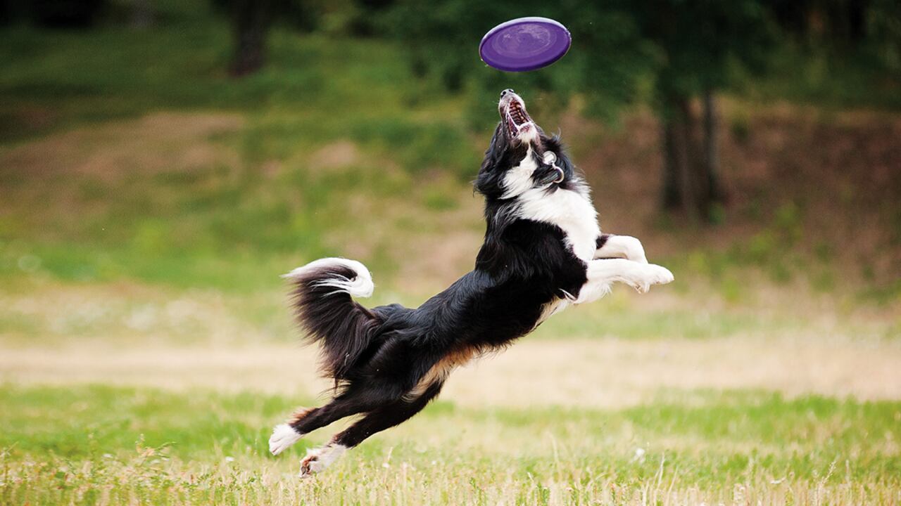 Jugar con un frisbee es muy sencillo. Solamente necesitas de un lugar espacioso, un disco, galletas de recompensa y mucha paciencia.