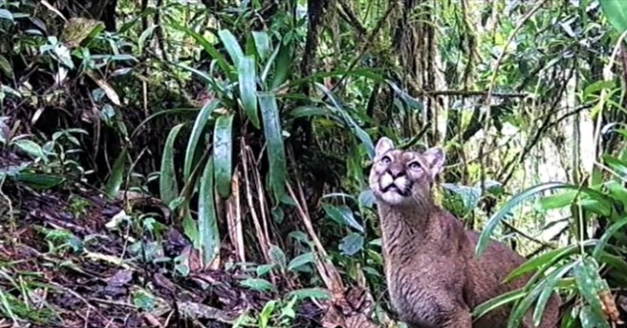 Las cámaras trampas capturaron imágenes de la Danta de Montaña, el Oso de Anteojos y el Puma en el Parque Natural El Dorado, en Huila.