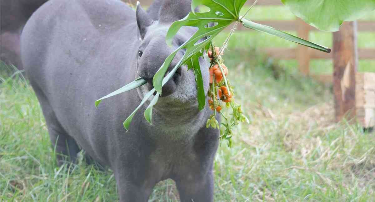 Los animales del Zoológico Santa Cruz, en su mayoría son adultos. 